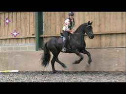 We did not find results for: Friesian Horse Is Very Excited To Be Jumping In The Indoor Arena Youtube