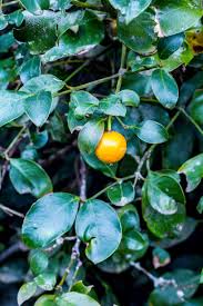 Image result for Helixanthera woodii