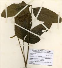 Image result for Teramnus micans