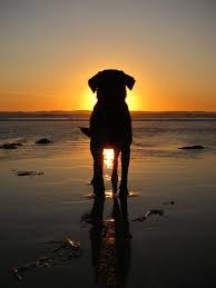 33 Silhouette Photography That You Can Try To Explore Your Photography Skills Dog Photography Silhouette Photography Animal Photography