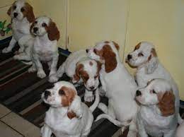 English setter puppies and dogs. English Setter Dogs And Breeders In Canada Canada