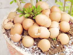 How do you process the eggshells around your home? How To Use Eggshells To Fertilize Your Garden Plant Index