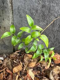 Image result for Asparagus asparagoides