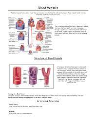 Blood Vessels