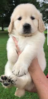 The golden mountain dog is a mix between a purebred golden retriever and a purebred bernese mountain dog. Current Puppies Coventry Bernese Golden Mountain Dogs Golden Mountain Dog Bernese Mountain Dog Puppy Puppies