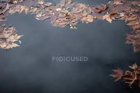 Maybe you would like to learn more about one of these? Orange Maple Leaves Floating On Surface Of Calm Pond Water In Autumn Park Beautiful Peaceful Stock Photo 309533494