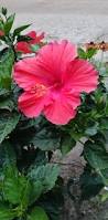 Image result for Hibiscus praeteritus