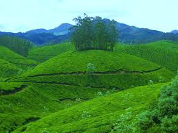 Tea plantation, munnar, kerala, india. Munnar Wallpapers Wallpaper Cave