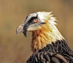 Der wertvolle jungvogel wurde letztes jahr in der schweiz ausgewildert. Der Bartgeier Fokus Natur De