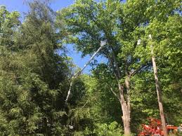 Trees add beauty and elegance to backyards of all shapes and sizes. Sands Tree Service 1829 Pine Grove Dr Asheboro Nc Tree Services Mapquest