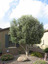 Olivenbaum olea europaea zum kleinen preis. 404 Not Found Olive Trees Landscape Olive Tree Landscape Arizona Trees