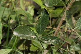 Image result for Maerua triphylla