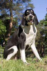 Black And White Hound Dog Grand Anglo Francais Blanc Et Noir Puppy Dog Hound Dogs Unique Dog Breeds Dog Breeds Rare Dog Breeds