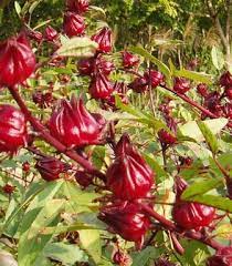 Gambar bunga rosella dan manfaatnya. 15 Manfaat Bunga Rosella Dan Kandungan Bunga Rosella