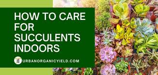 An important point of how to care for succulents, is to not water in winter. How To Care For Succulents Indoors A Beginner S Guide