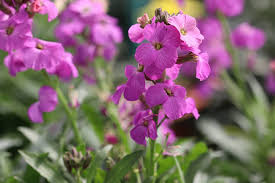 Check spelling or type a new query. Goldlack Blume Erysimum Cheiri Pflanzen Pflege Anleitung