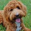 With the scarcity of the mini f1b's goldendoodles people get on the waiting list months in advance. 1