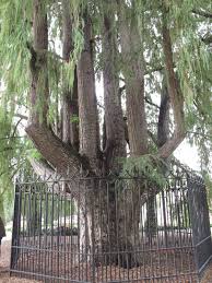 Borrowed from classical nahuatl āhuēhuētl (cypress tree, literally upright drum in the water), from ātl (water) + huēhuētl (upright drum). Montezuma Cypress Ahuehuete Del Retiro In The Park Of Del Retiro Madrid Comunidad De Madrid Spain