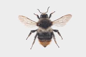 Image result for Bombus sylvarum