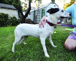 Home » dog care » how to help a fearful dog. Are Dogs More Fearful Than They Used To Be Whole Dog Journal