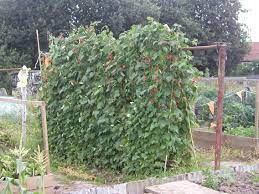 Supporting Runner & Climbing Beans | Building Bean Frames