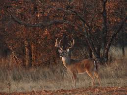 deer hunting wallpapers top free deer