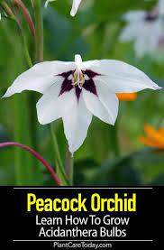 Peacock Orchid Care Learn How To Grow Acidanthera Bulbs Orchid Care Orchids Flowers Perennials