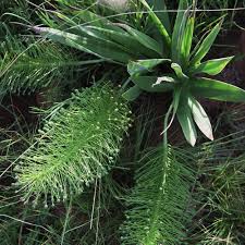 Image result for Schizocarphus nervosus