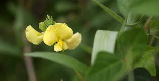 Image result for Vigna luteola