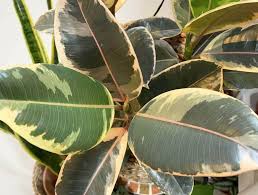 Its sap is used to produce rubber, hence the name. Rubber Plant Ultimate Grow Care Guide Indoor Plants World