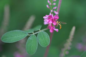 Image result for Indigofera dimidiata