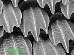 Maybe you would like to learn more about one of these? Why Are Scientists Trying To Make Fake Shark Skin Innovation Smithsonian Magazine