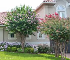 The blooms on the muskogee are lavender and are one of the first blooms to usher in the summer. Muskogee Crape Myrtle And Bashans Party Pink Lavender Crape Myrtle Lee Ann Torrans Gardening