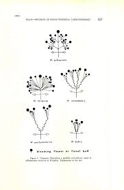 Image result for Pleioceras gilletii