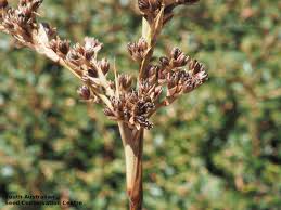 Image result for Juncus kraussii