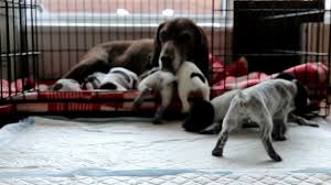 German shorthaired pointer information including personality, history, grooming, pictures, videos, and the find a puppy: Gsp Kennel Upe Litter C 21 Days Old German Shorthaired Pointer Puppies Youtube