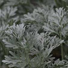 Some of them are commonly grown in your garden. Silver Foliage Plants Grey Leaved Nurseries Online