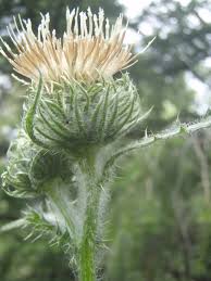 Image result for Sericorema remotiflora