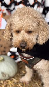 The Pawsome Hotel (@thepawsomehotel) · Liverpool