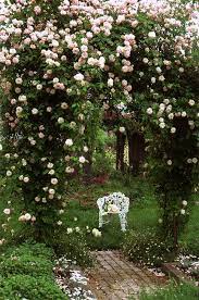 Rose Of The Week Cecile Brunner Part 1 Beautiful Gardens Dream Garden Gorgeous Gardens