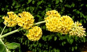 We did not find results for: Buddleja Weyeriana Honeycomb Wikipedia
