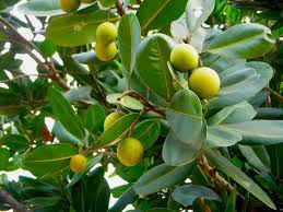 Image result for Calophyllum inophyllum