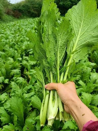 CẢI MÈO TÂY BẮC Rau cải mèo là một loại rau đặc sản của vùng núi Tây Bắc,  có vị ngọt thanh, giòn ngon. Giá: 30k/kg