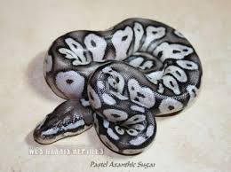 Axanthic Black Pewter Ball Python Vpi Axanthic Pastel Sugar Cold Blooded Snakes Ball Python Ball Python Morphs Beautiful Snakes Ball Python