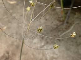 Image result for Eriospermum