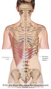 The thoracic cavity is made up of 12 pairs of ribs that connect in the posterior thorax to the vertebral bodies of the spinal column. Serratus Posterior Inferior Learn Muscles