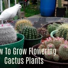 .inspired me, as well as watching other cacti & succulent growers here on youtube to start my own collection in this video we'll take a look at the soil mix i use for my cactus & succulent plants. How To Grow And Propagate Flowering Cactus Plants Dengarden