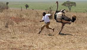Resultado de imagen de ostrich