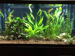 Can A Routine Water Change Kill Your Fish