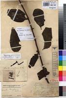 Image result for Tapinanthus dependens